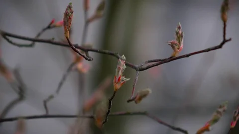Young buds of willow tree Stock Footage 73688077