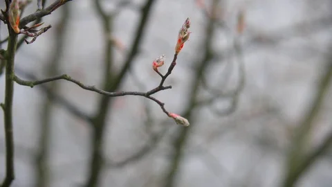 Young buds of willow tree Stock Footage 73691192