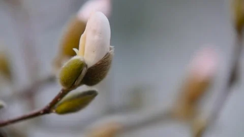Young buds of willow tree Stock Footage 73692373