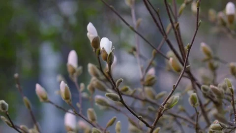 Young buds of willow tree Stock Footage 73696229