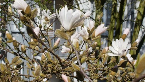 Young buds of willow tree Stock Footage 73788214