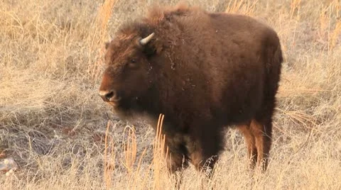 Young buffalo calf MCU 스톡 동영상 10767455