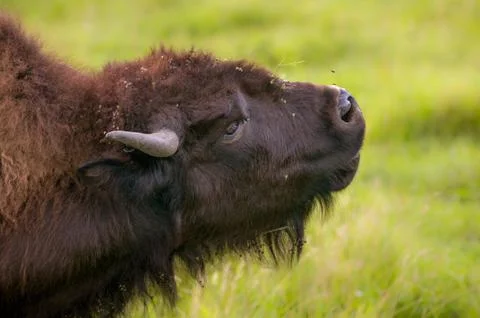 A young buffalo 스톡 사진