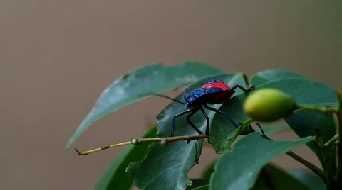 Young bug on the leaf Stock Footage 58400446