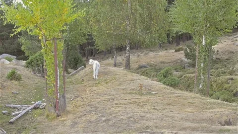 Young bull, with 2 months 動画素材 139619353