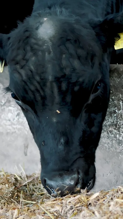 Young bull chews hay. Row of cows, big black purebred, breeding bulls eat hay. Stock Footage 313344495
