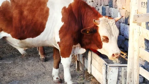 Young Bull Eating Stock Footage 84623880
