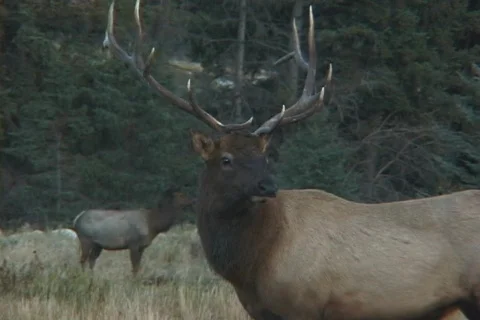 Young Bull Elk Bugles Stock Footage