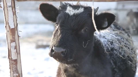 Young bull Stock Footage 60942221
