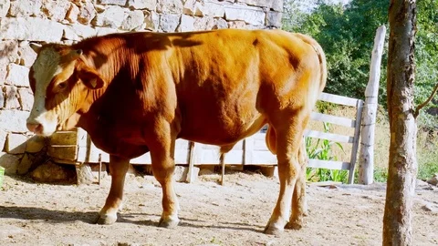 Young Bull Video stock 84624215