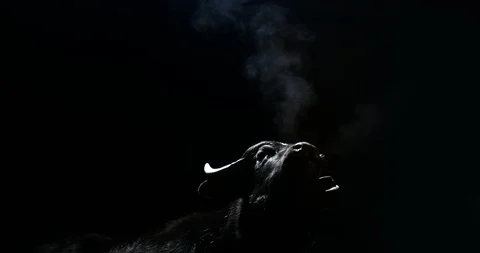 Young bull looking up into dark background high contrast back lit shot Vídeo Stock 122396079