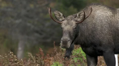 Young Bull Moose Chomping Plants Looks up into Lens Stock Footage 12148751