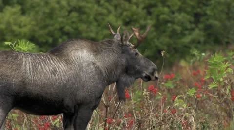 Young Bull Moose in Elderberries Leaves in Autumn Stock Footage