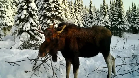 Young bull moose Video stock 223587570