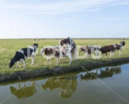 Young bull mounts cow in meadow near dyke in the north of friesland Stock Photos