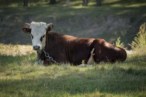 Young bull Foto stock