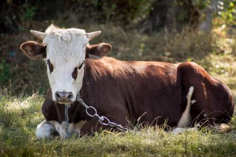 Young bull Stock Photos