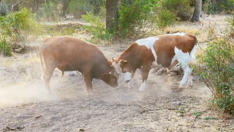 Young Bulls Playing Stock Footage 84624612