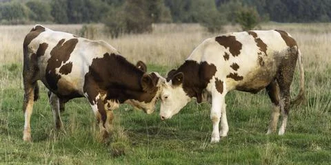 Young bulls try to butt with each other. Stock Photos