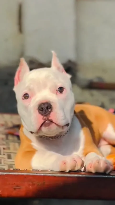 Young Bully Puppy with Silver Chain Looking at Camera Stock-Footage 333070072