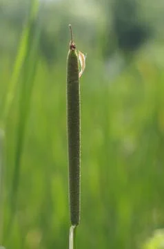 Young bulrush close up 스톡 사진