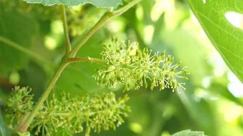 Young bunch of grapes, developing bunches of grapes. 動画素材 90466096