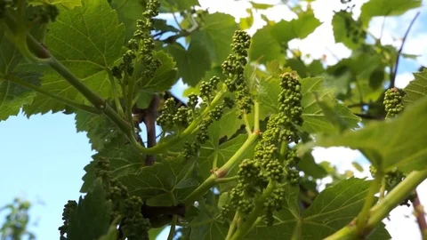 Young bunch of grapes Stock Footage 76301373