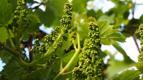 Young bunch of grapes 動画素材 76302956