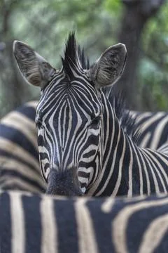 Young Burchell  Zebra Foto stock