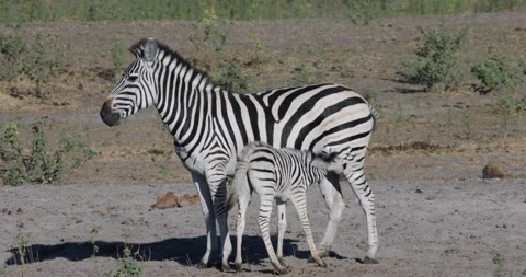 Young Burchell's zebra foal drinking from its mother Stock Footage 276483992