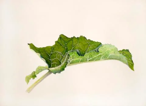 Young burdock leaf Illustrazione stock