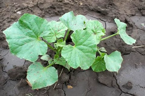 Young bush cucumbers Stock Photos