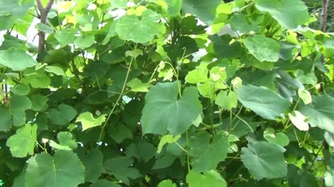 Young bush, grape vine without fruits with green leaves Stock Footage 303814030