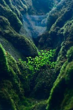 A young bush growing in the gap between rocks covered with green moss. 스톡 사진