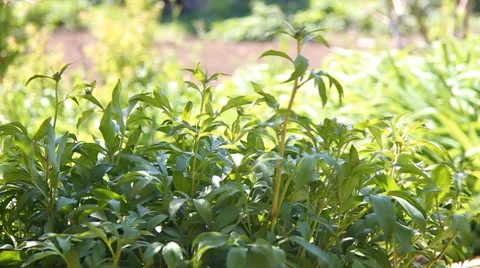 Young bush peonies Stock Footage 40493548