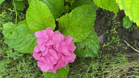 Young bush of pink bigleaf hydrangea, top view Stock Footage 319784728