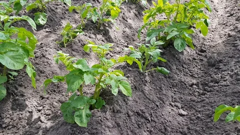 Young bushes of potatoes Vídeo Stock 123772020