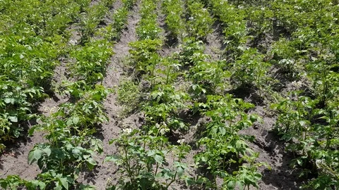 Young bushes of potatoes Stock Footage 123773711