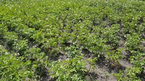 Young bushes of potatoes Stock Footage 123774423