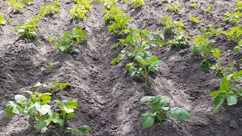 Young bushes of potatoes Stock Footage 126121431