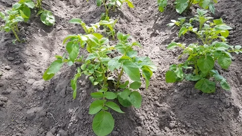 Young bushes of potatoes Stock Footage 126121452