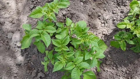 Young bushes of potatoes Stock Footage 127849431