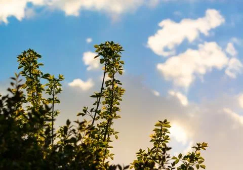 Young bushes spring Stock Photos