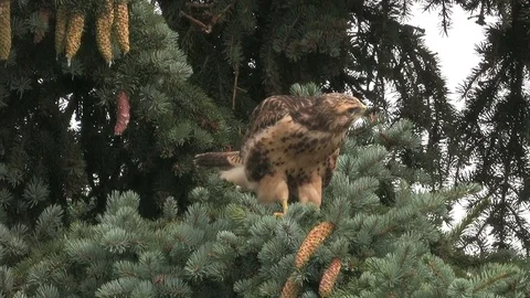 Young buzzard (buteo buteo) playing with little perch - wildlife Stock Footage 82182767