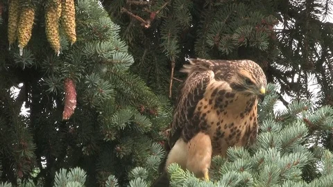 Young buzzard (buteo buteo) pooping and climbing - wildlife Stock Footage 82182770