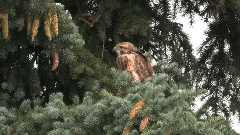 Young buzzard (buteo buteo) watching neighborhood - wildlife Stock Footage 82182763