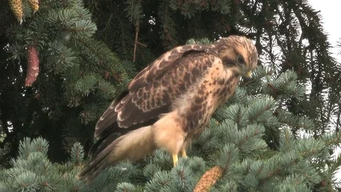 Young buzzard (buteo buteo) watching - wildlife Stock Footage 82182784