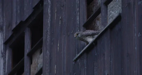 Young buzzard flying from a Barn Stock Footage 169061288