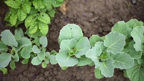 Young cabbage bushes horizontal 4k footage, agriculture concept, harvest Stock Footage 245494475
