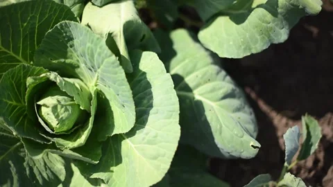 Young cabbage bushes horizontal 4k footage, agriculture concept, harvest Video stock 245543171